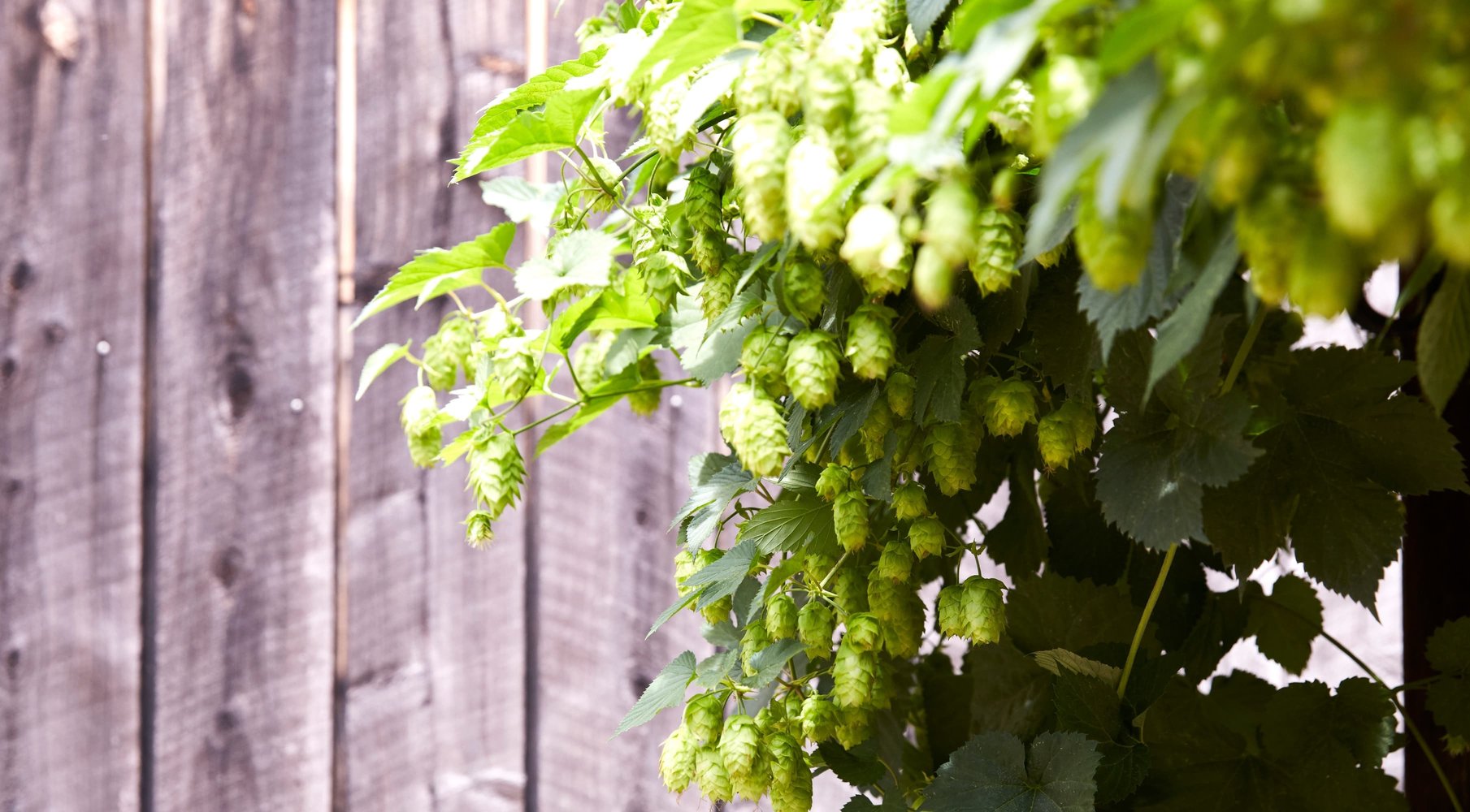 Berries on a vine