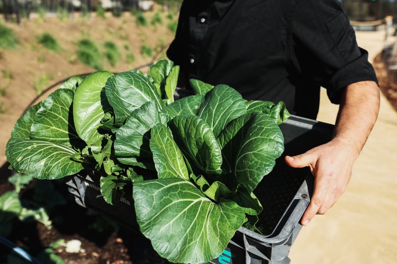 Chef holding a crate of lettuce