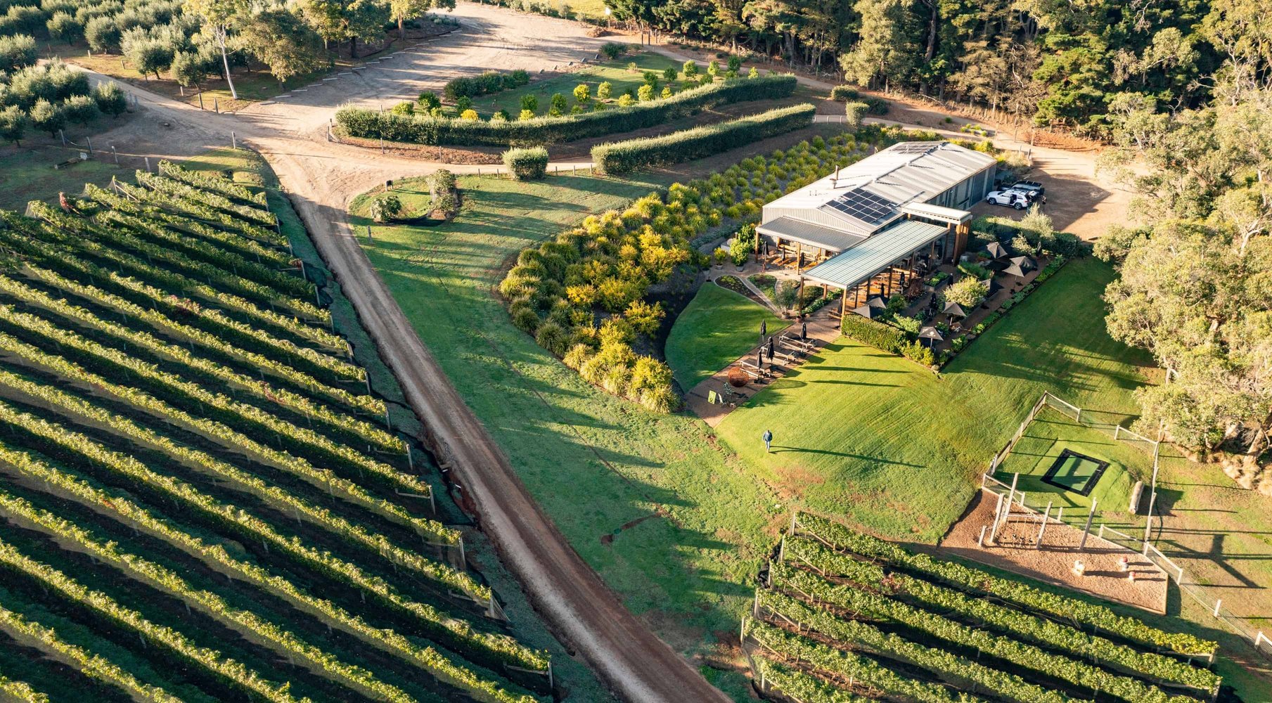 A drone shot of vines