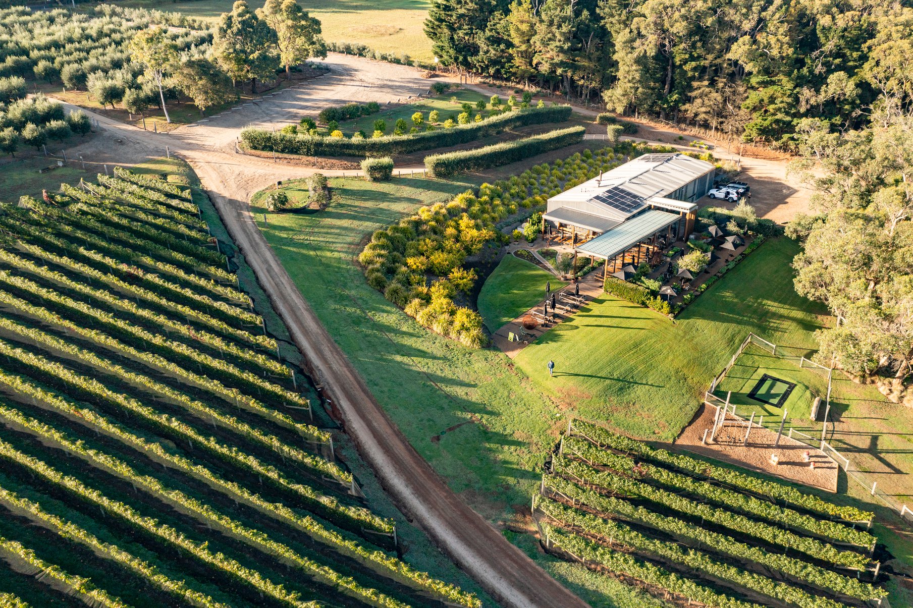 A drone shot of vines