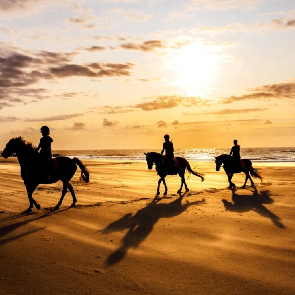 People riding on horses at sunset