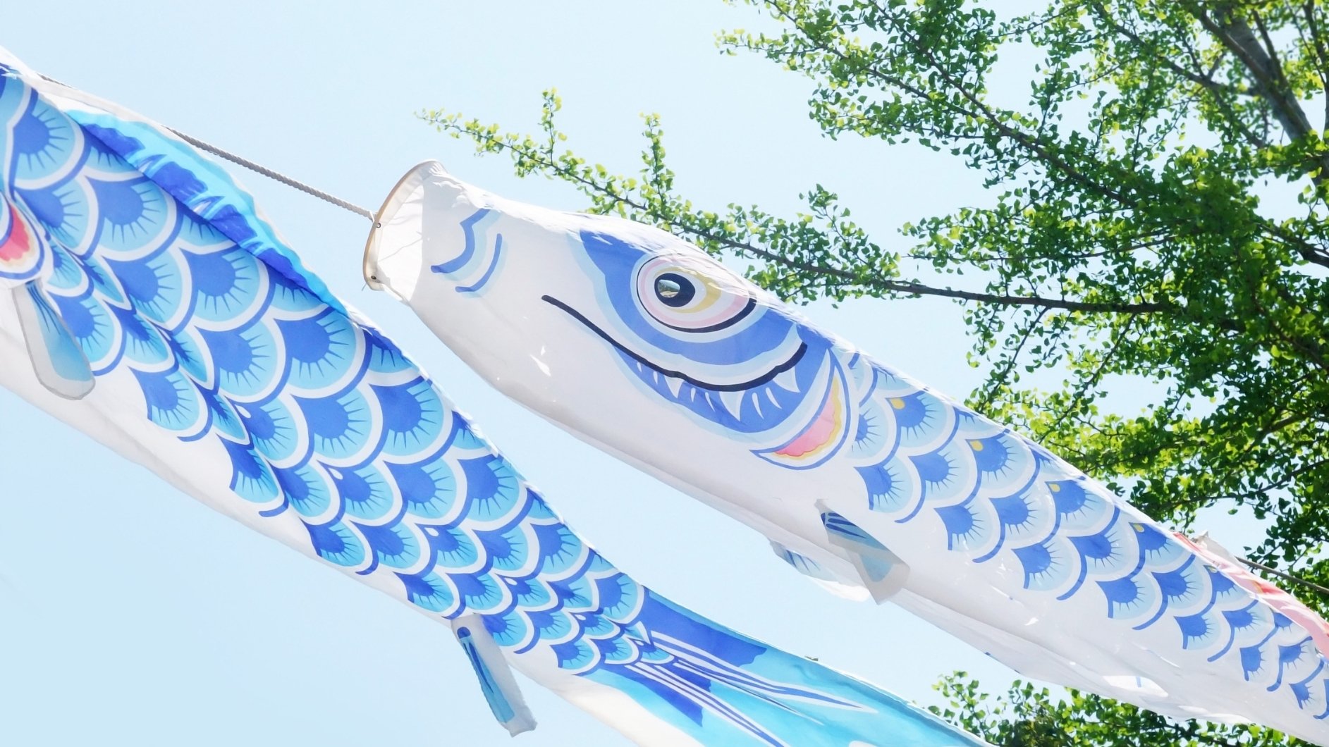 Koinobori carps