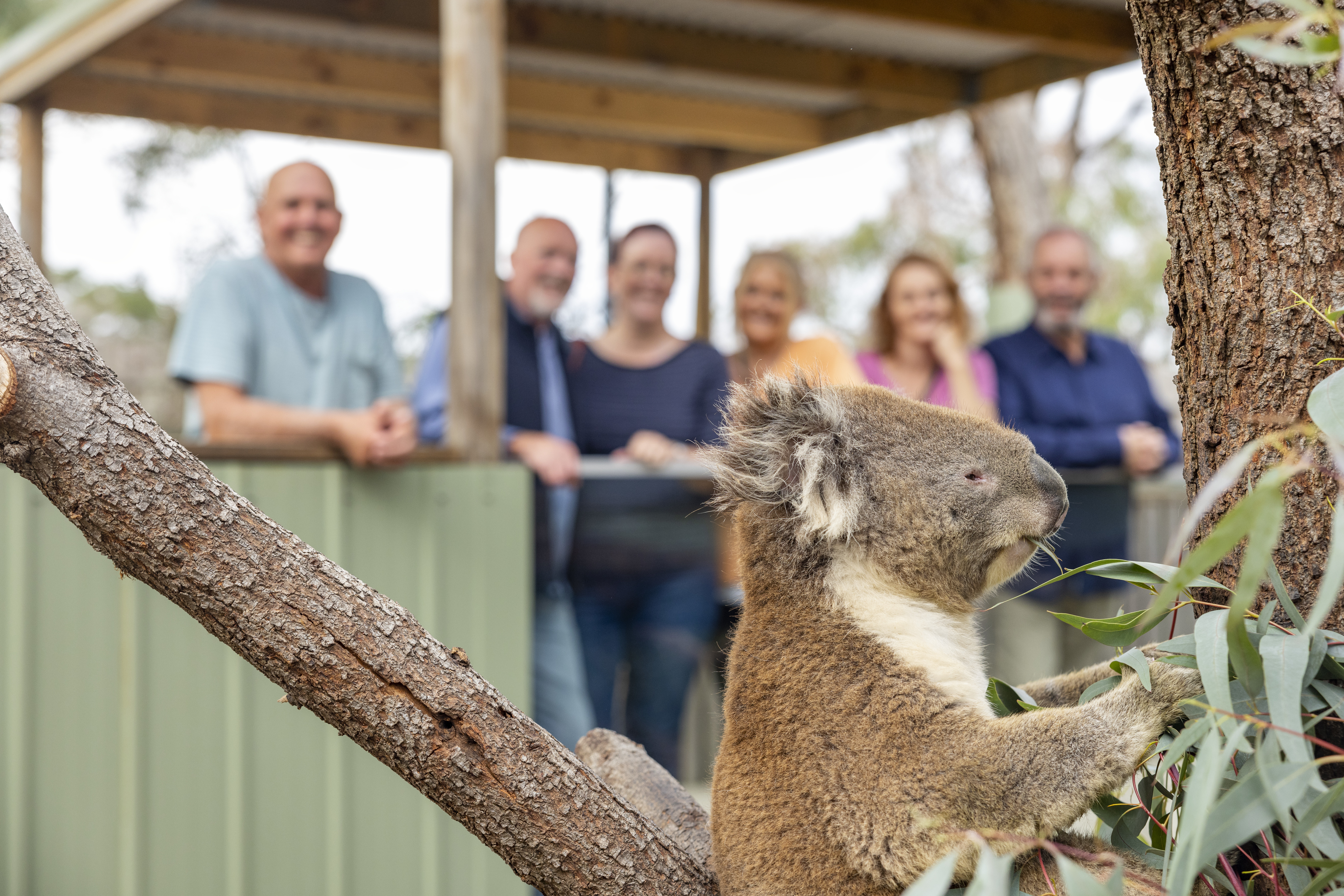 People viewing a Koala bear at the Moonlit Sanctuary