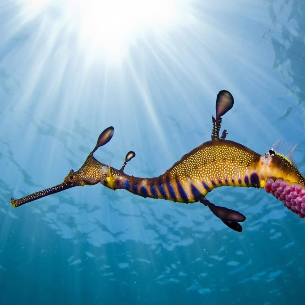 A sea dragon swimming in the ocean