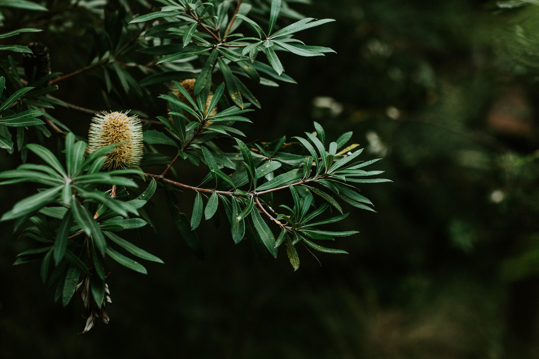 nature-banksia-close-up-landscape.jpg