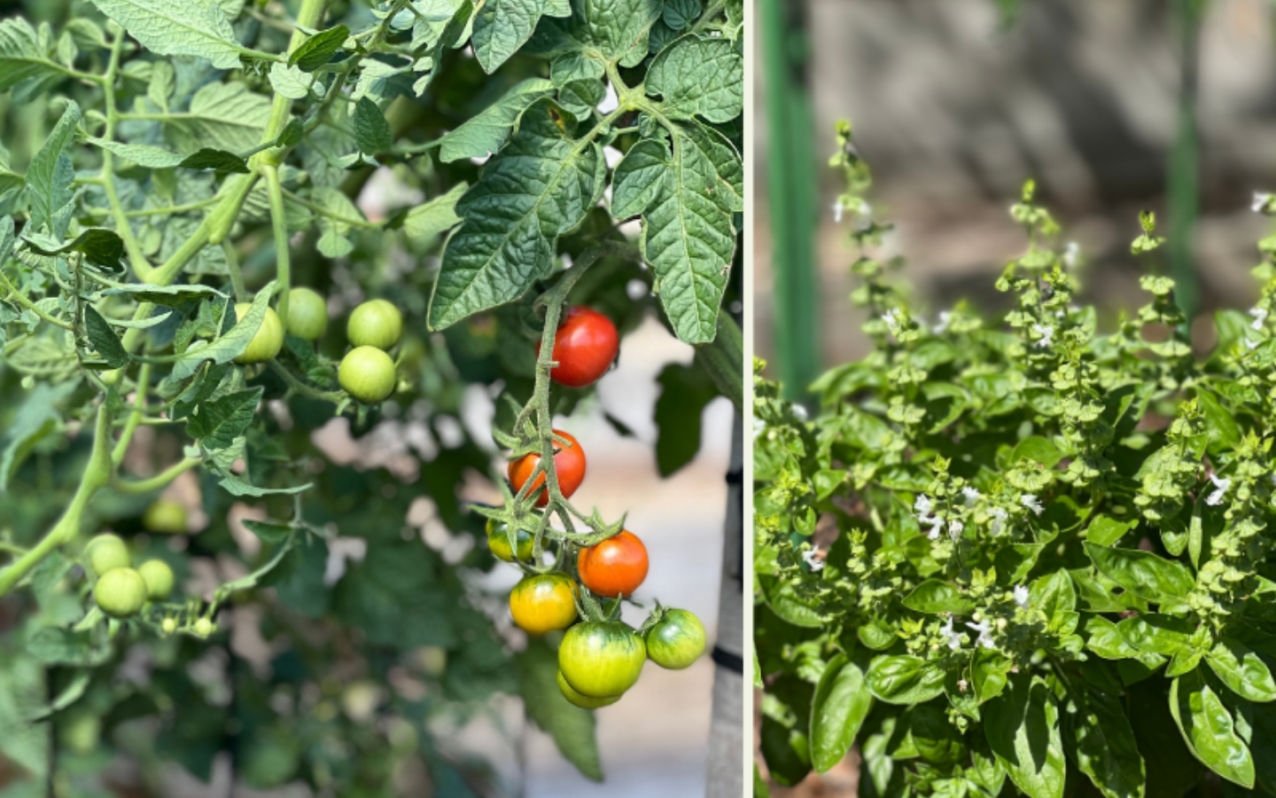 tomatoes-herbs-collage.png